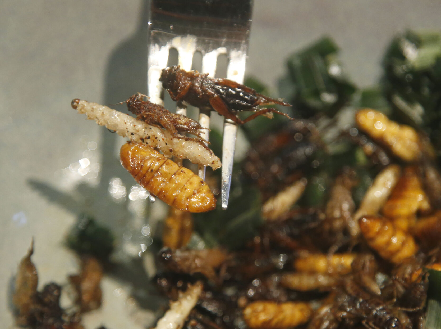 Thailand Bistro of Bugs